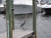 blue_heron